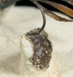 Bizarre Walliserops Trilobite - #4265-8